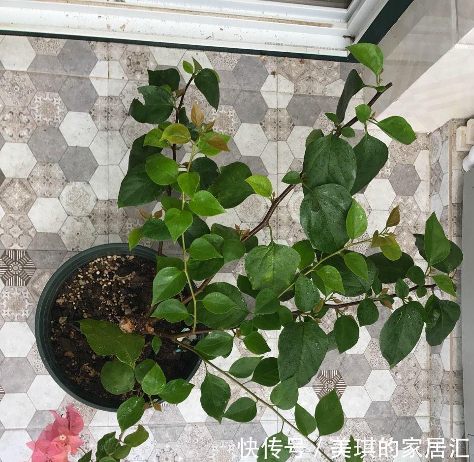 秋天,家里这4种花要施肥了,盆土更肥沃,枝叶多花更多