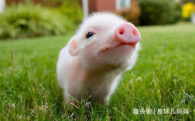 宝宝|生孩子要看属相4个属相的孩子有优势,孩子比同龄人更聪明