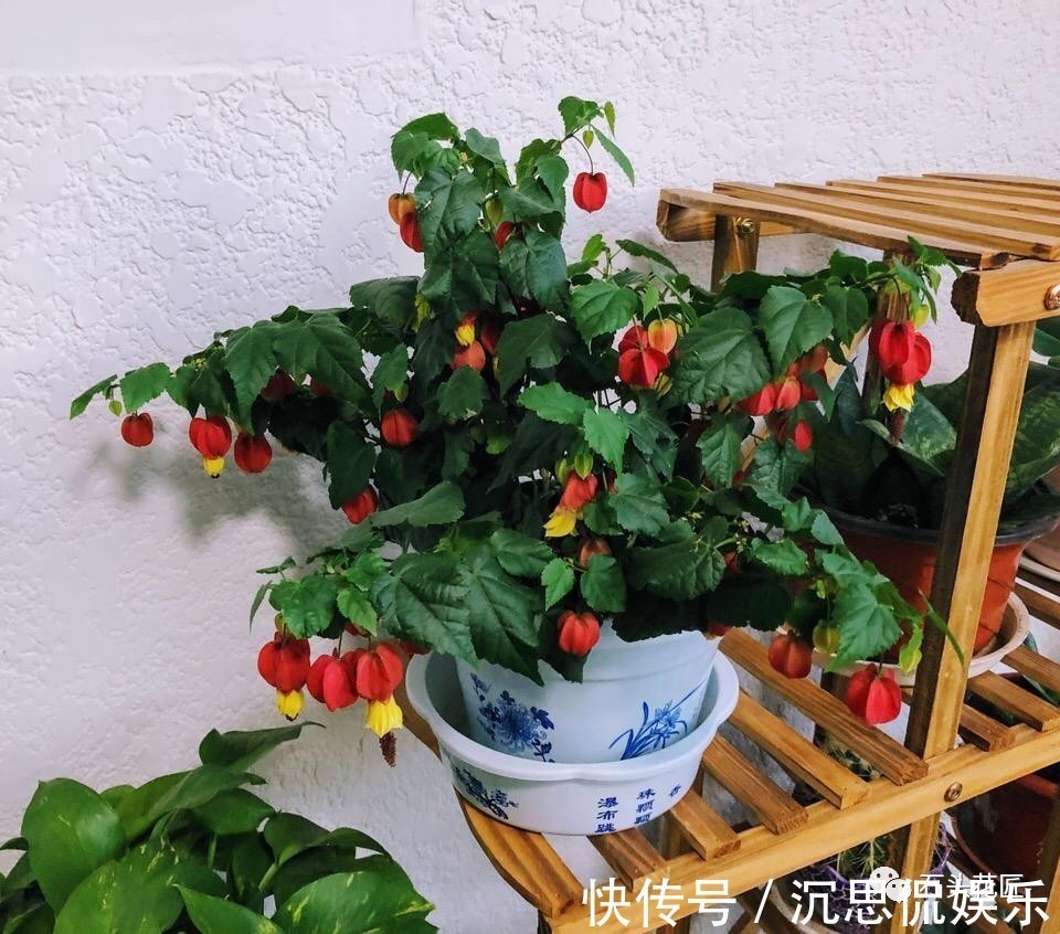 花卉盆栽“喝点酒”，不黄叶、不烂根，越长越旺，叶子绿、开花多