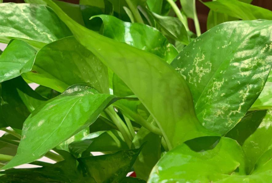 把握住这5个技巧,小叶绿萝变大叶绿萝不是梦,茎长得更长