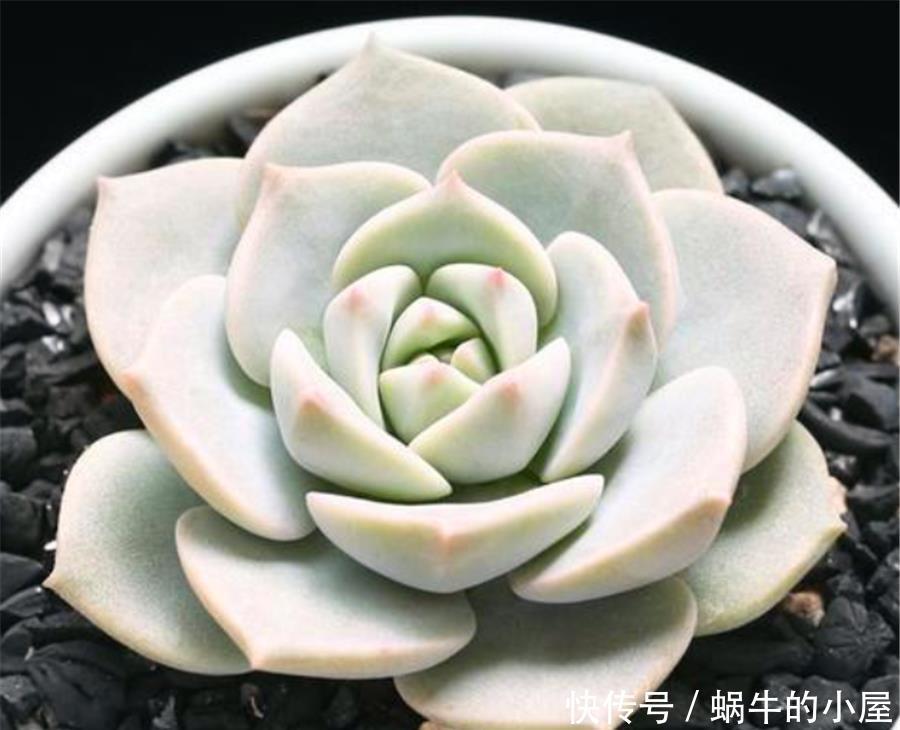 普货多肉中的战斗机——白牡丹，做好2个点，出状态比贵货还漂亮