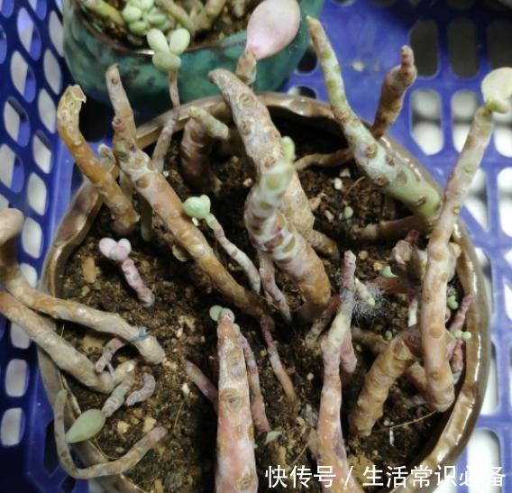 桃蛋度夏不当,可能只剩下光杆,夏季几点不能忽略哦!