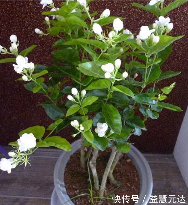 茉莉这样养,一年开5次,花苞多的压弯腰