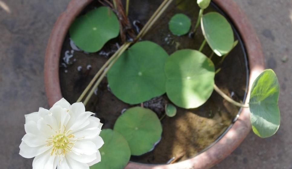 碗莲|家庭种植碗莲，和水缸“结合”，恍如艺术品诞生