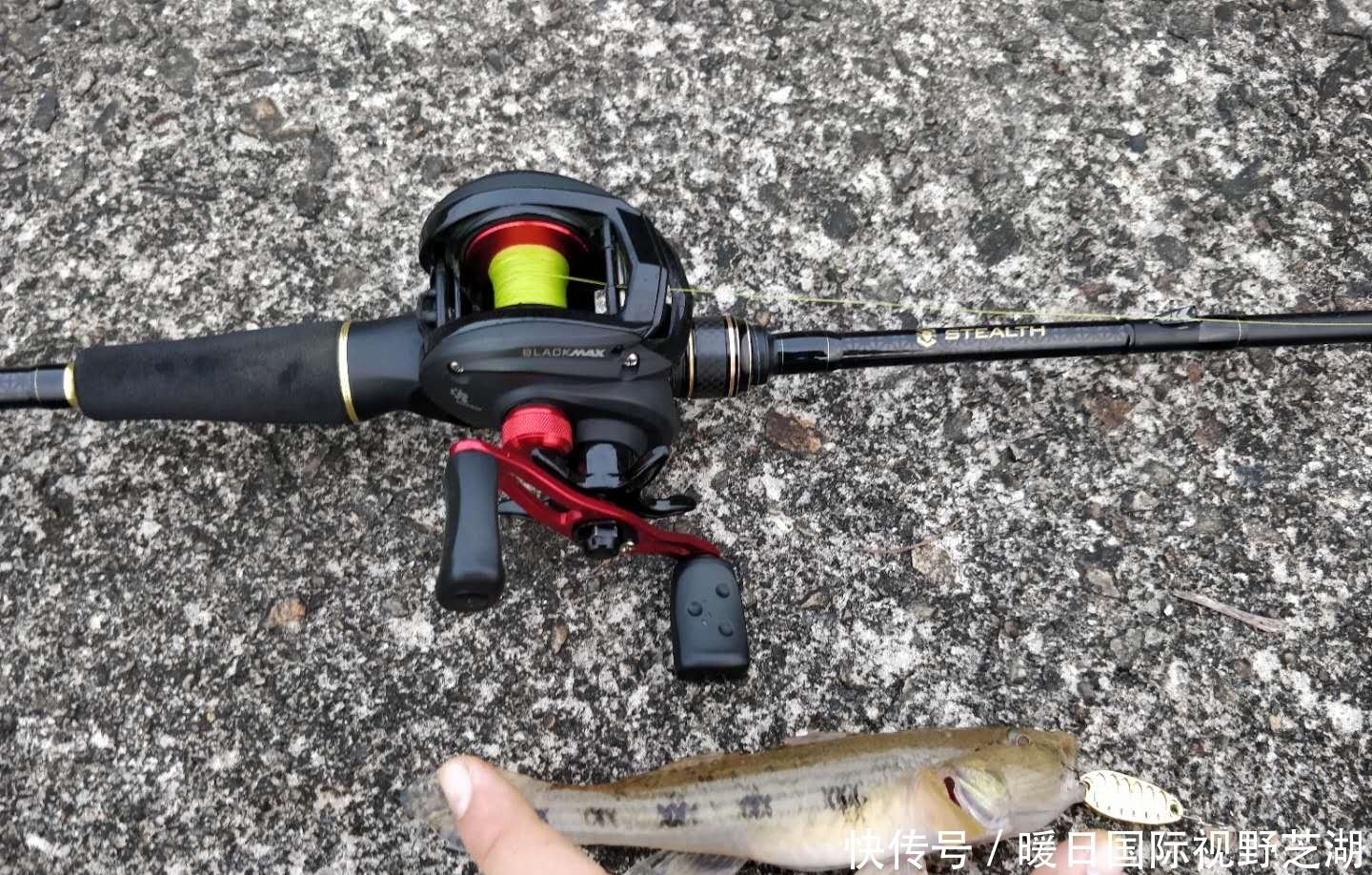 渔获|广东一地鱼情“大爆发”,有人一天钓10多斤,越钓越痛苦