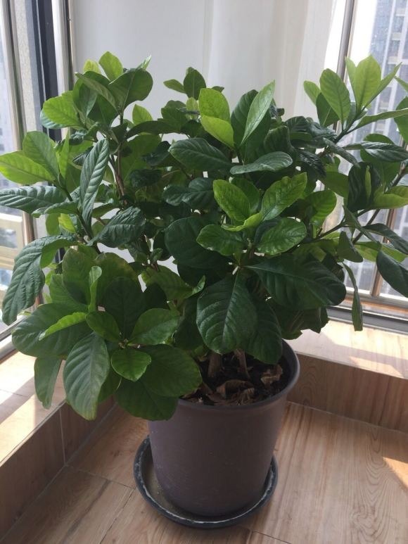 栀子花居然也有这么多品种，一个比一个香，叶子越小越值钱！