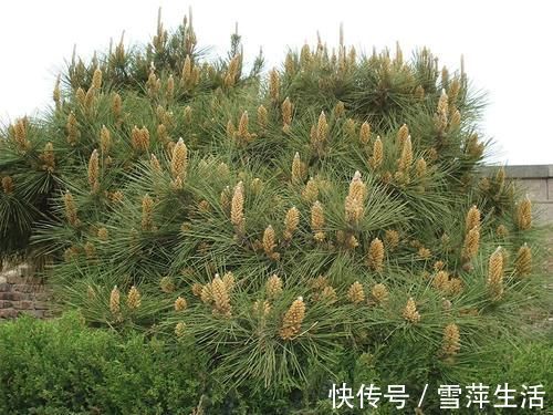 神药|李时珍称它为“不老神药”,久服令轻身,百元一斤,真那么神奇?