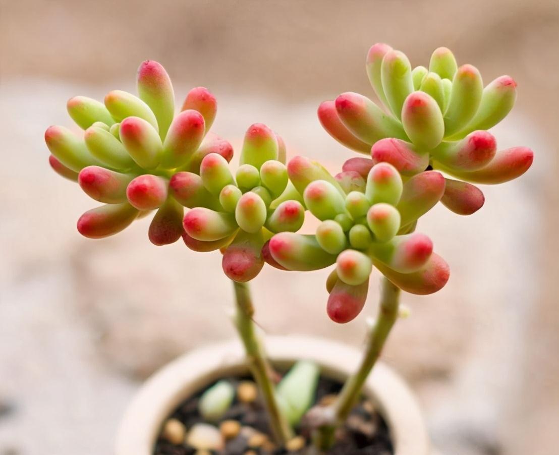花盆|多肉总烂根,注意这三个小细节,催新芽冒白根,养成小老桩
