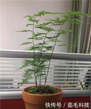 文竹|家里的文竹稀稀拉拉,真难看,用了这1东西,发疯的长,不黄叶