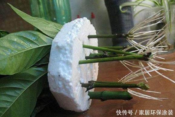 养花人的奋斗目标:该怎么实现养花省钱环保?从巧用它们开始