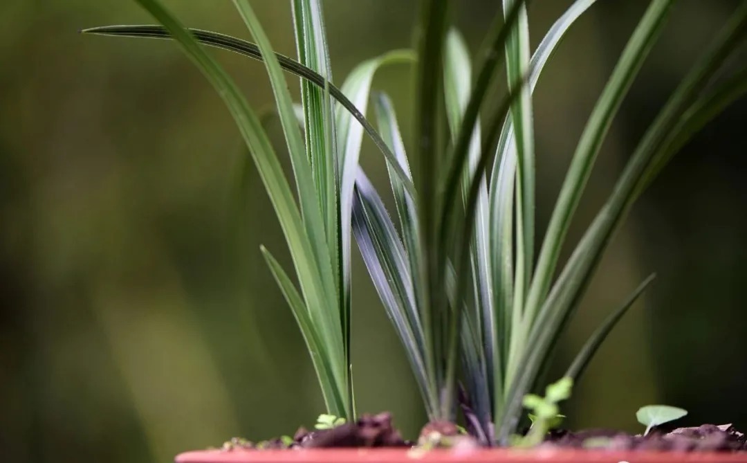 兰花海底芽|兰花海底芽,不是非剪不可的,两个技巧养成壮苗