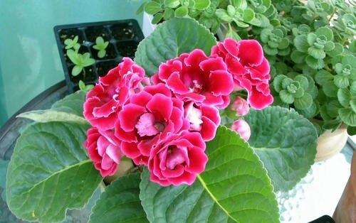 室内养花,有3个“禁忌”,难怪黄叶不开花,现在改了还不晚