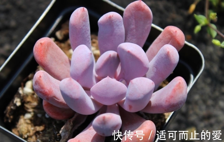 以爱神丘比特为名的多肉,不仅非常好养,养好了叶片还会变成心形