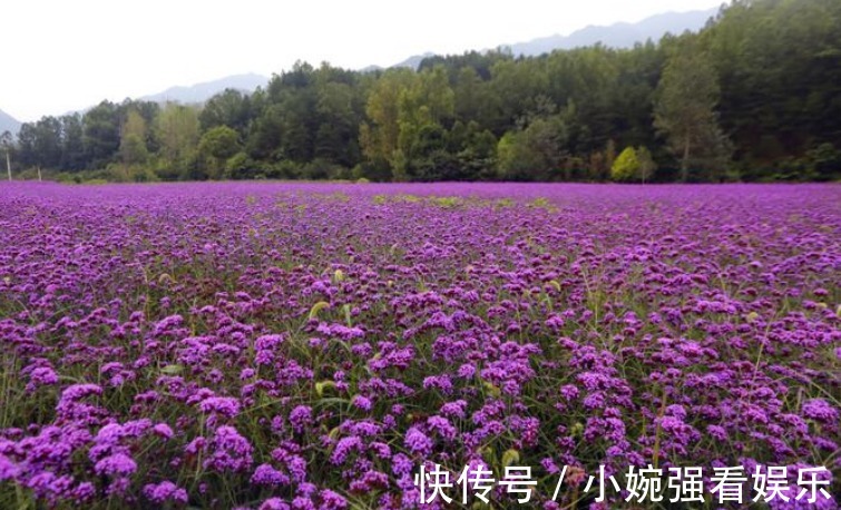 花季|洛阳“爱情”庄园，占地6000亩，超美花海、钢琴餐厅一应俱全