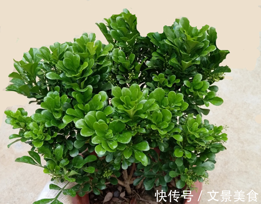 养花浇水用上两样东西，让花卉迅速生根、发芽、开花又爆盆