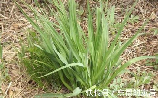 补肾|农村一种野菜,健脾开胃,滋阴补肾,是“补肾圣草”,一起了解下