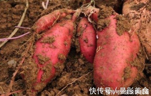 收藏红薯有诀窍,这样做红薯不腐烂不发芽,放一年也不会坏!