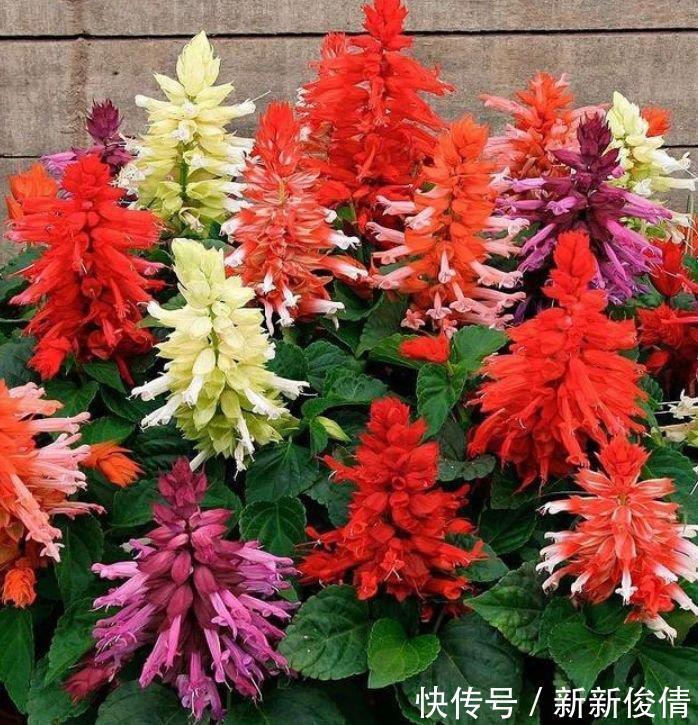 家养这些植物，阳台开出花海，长势好、花色艳，雍容华贵