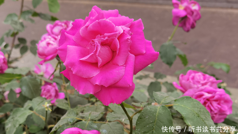 花花世界|紫色月季花在北京的花花世界中最显高贵