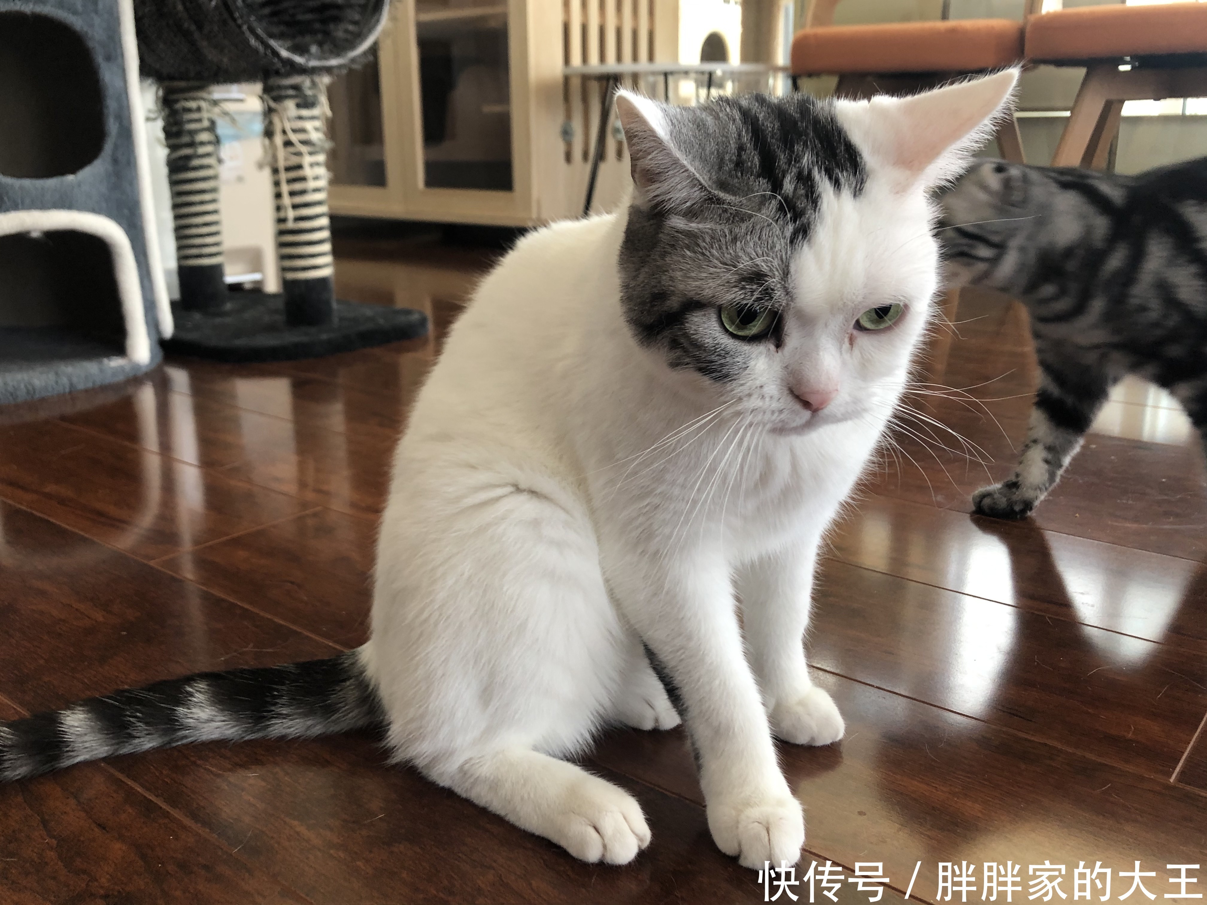 猫薄荷怎么养才长得好