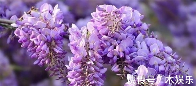 紫藤树#紫藤花下渐黄昏,白居易不喜欢紫藤花,却留下了经典的紫藤花诗