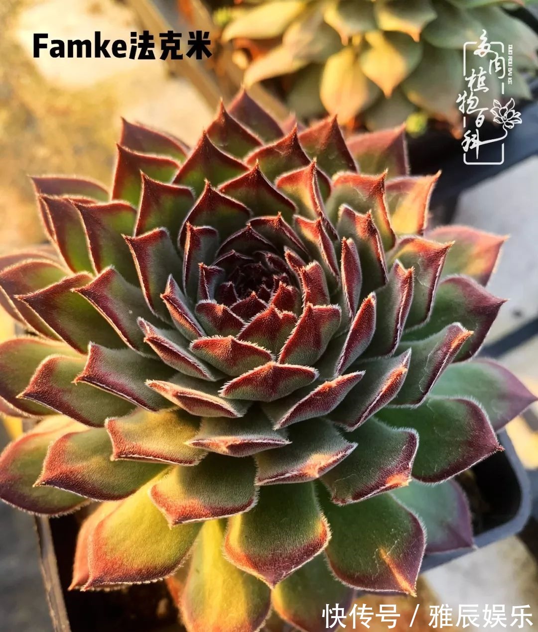 框子|这多肉拼盘这么仙!如何制作达人手把手教你制作长生草拼盘!