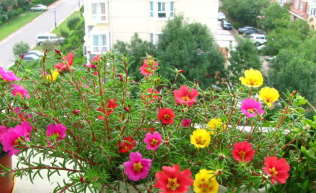 这三种花不用管直接扔阳台,越长越好,谁都可以养好