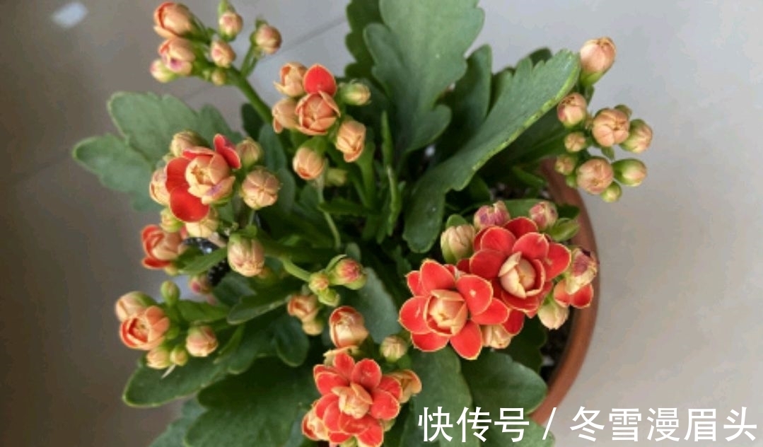 长寿花没必要养太杂!养这3种,性价比就很高