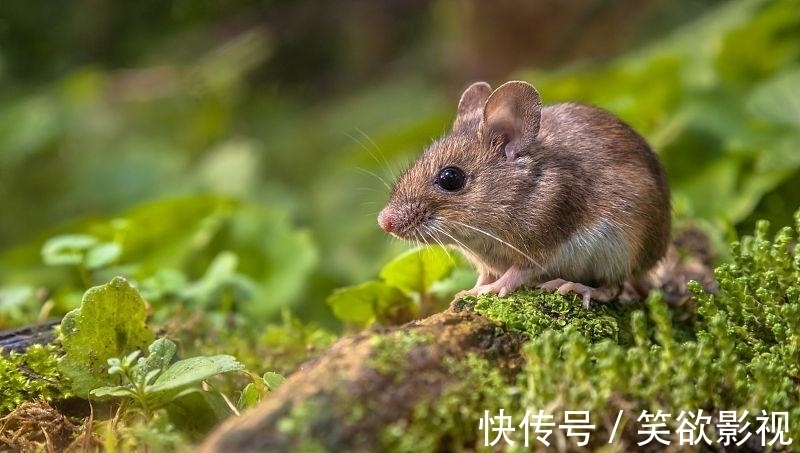 生肖鼠：运势都是呈现旺盛的景象，一甩之前的所有烦恼，人生逆袭