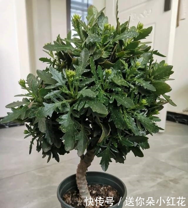 冬天如何使用“磷酸二氢钾”给长寿花促花?