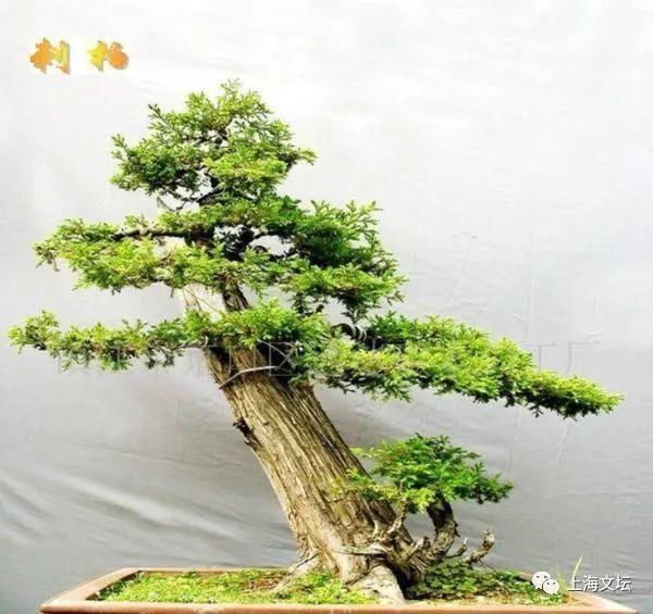  柏芝树|《浅紫的莲花》组诗 王成道