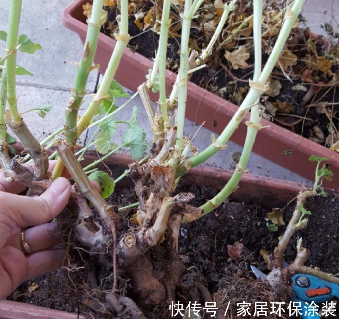 7种花养老桩不好,多扦插、养嫩苗,才能年年开花