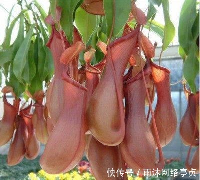 这五种花家里有只要有一盆,一年都见不到蚊子