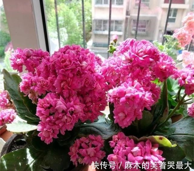 禁地|室内养花，避开2处“禁地”，不黑腐、不黄叶、不生虫，枝粗叶壮！