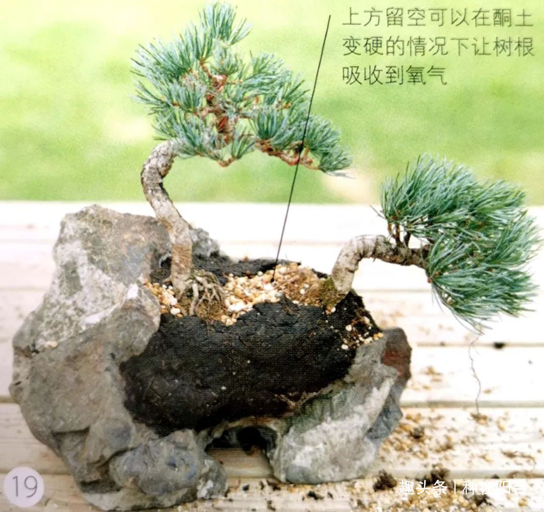 “岩石与树枝”一步步完美契合,叹服附石盆景的魅力无人能挡!