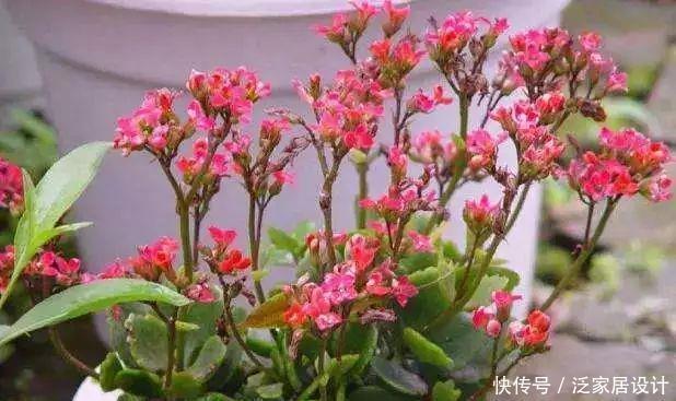 家庭养花,冬天不得不提的7个细节