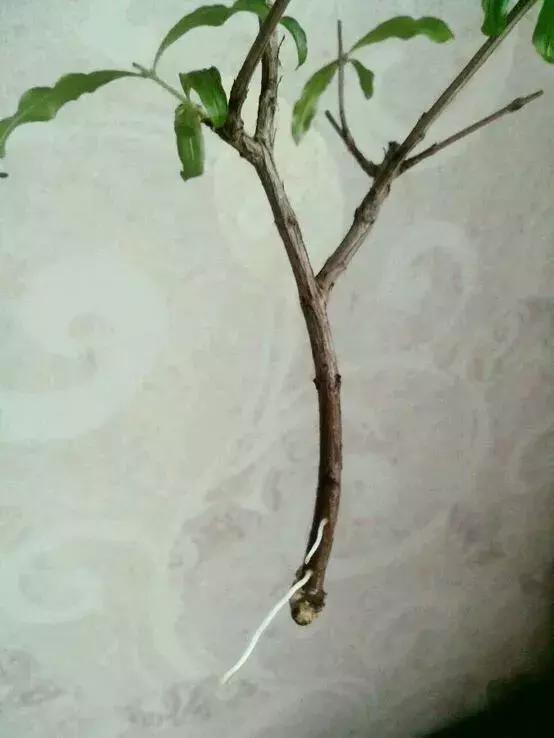 塑料瓶里装点水,能插20种花,生根不用愁,新手一学就会!