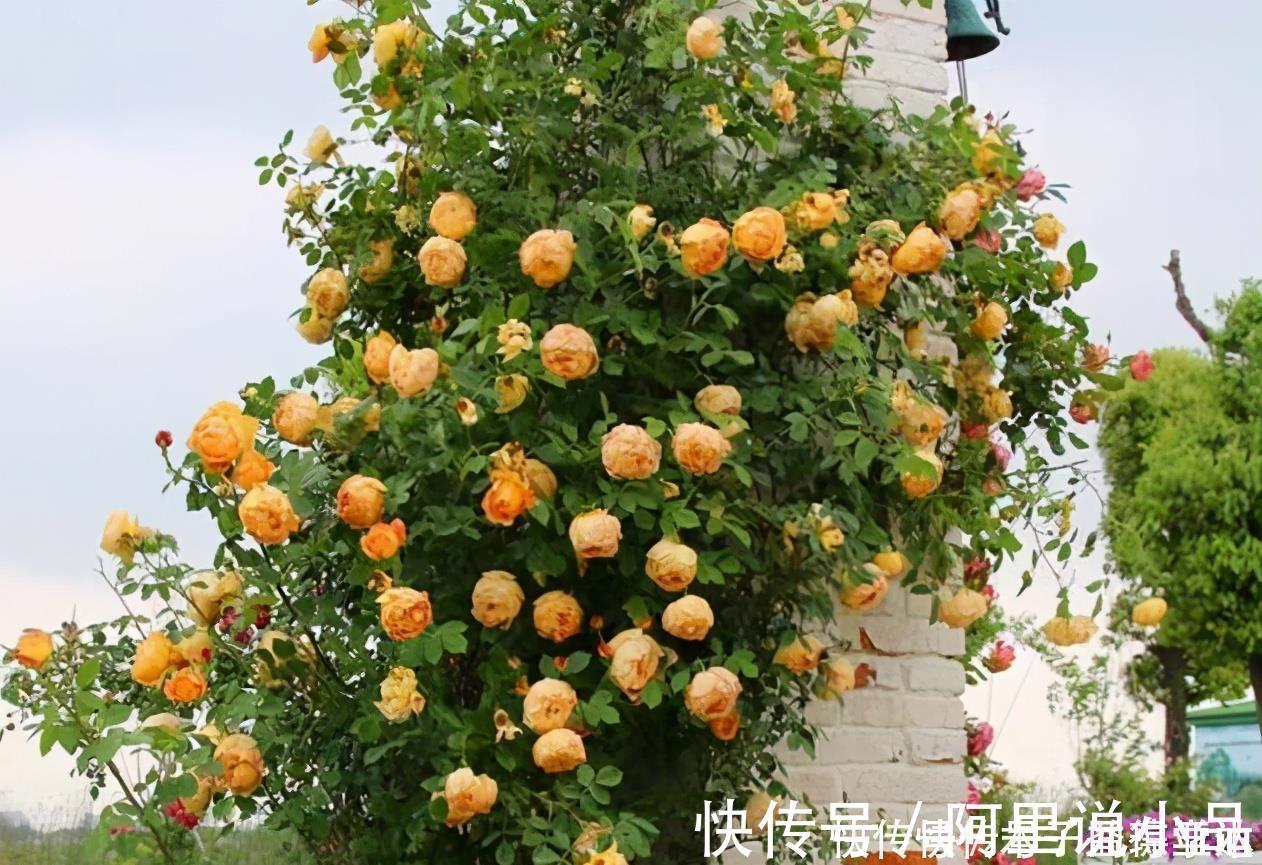 院子|为什么说院子里要有藤本月季？看过上百个小院，我羡慕了