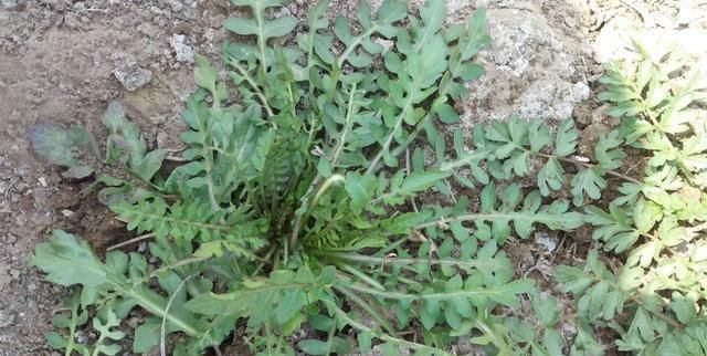 到处|田边1“野草”,学名护生草,以前到处见,如今却很少