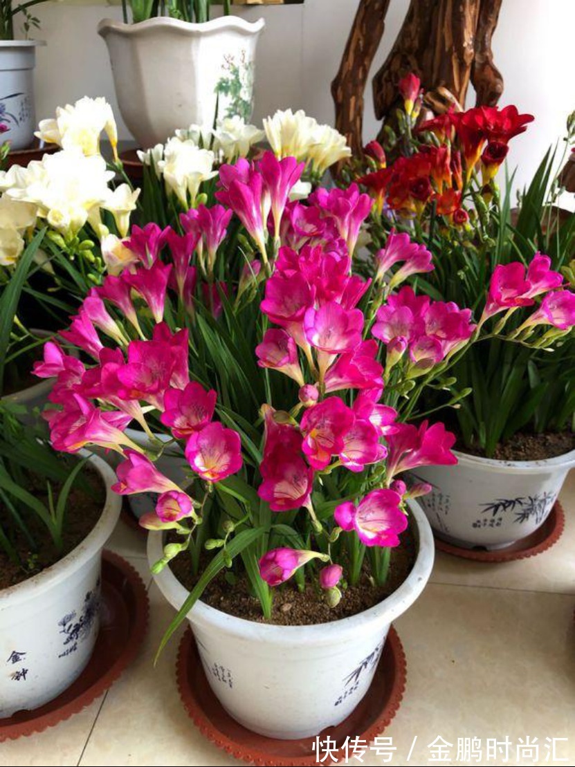 最适合卧室摆放的9种植物，清新素雅，安全无毒，还特好养活