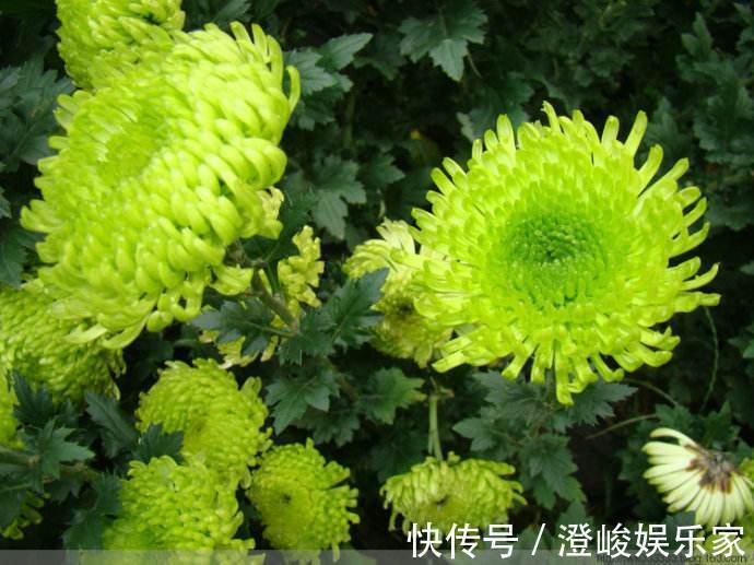 芍药|它是菊花中的珍品,花开“碧绿如玉”,似牡丹似芍药,开花爆盆
