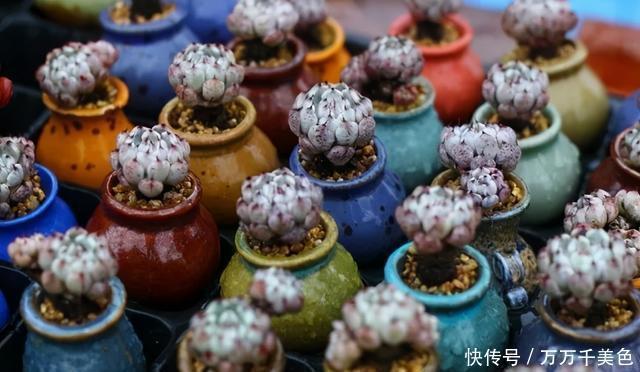 多肉饿着养,个个土肥圆,越矮越小越值钱