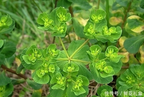 猫眼草|提个醒:见到此野草,一定要拔回家,好处不请自来,作用非常大