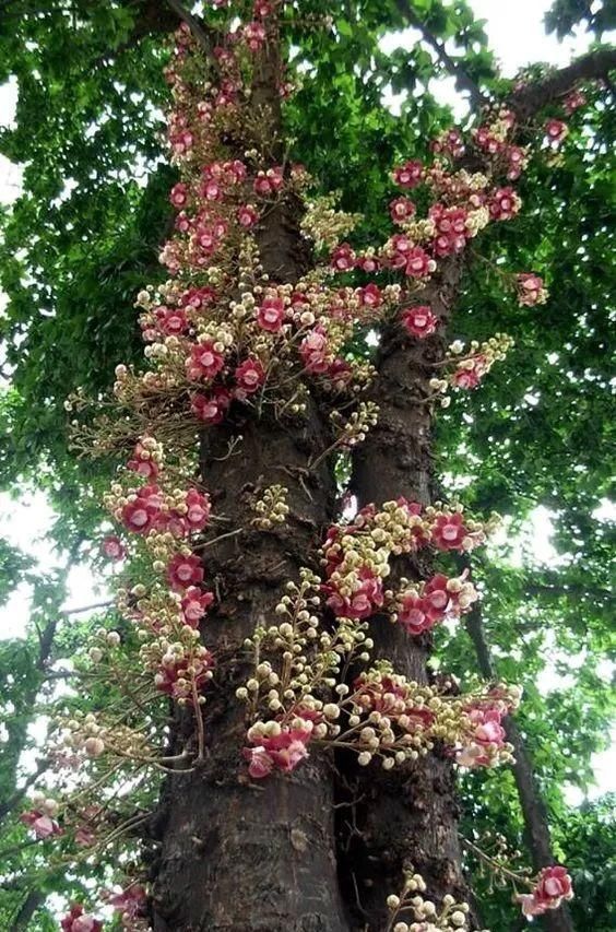 传来|太美了,世界照片今天终于传来,罕见至极,一睹为快