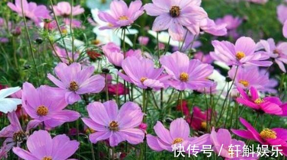 盆栽|养盆波斯菊吧!花语高洁自由,开花小巧可爱,适合盆栽