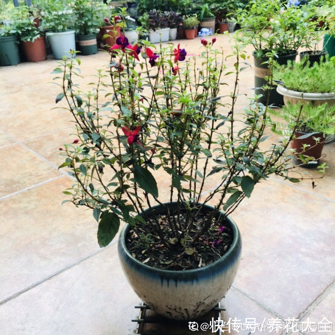 9种花,夏天休眠了,一定少浇水,否则越浇越死