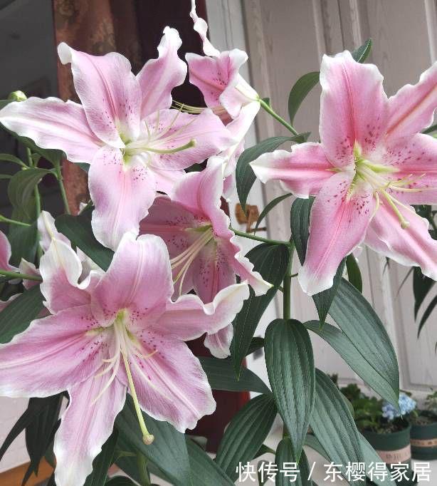 残花|百合花开完后这样“处理”,简单又方便,来年接着开花,更漂亮