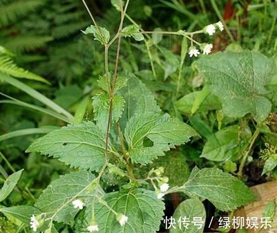 高热|下田菊,见过吗可用于感冒高热,咽喉炎,扁桃体炎,黄疸型肝炎