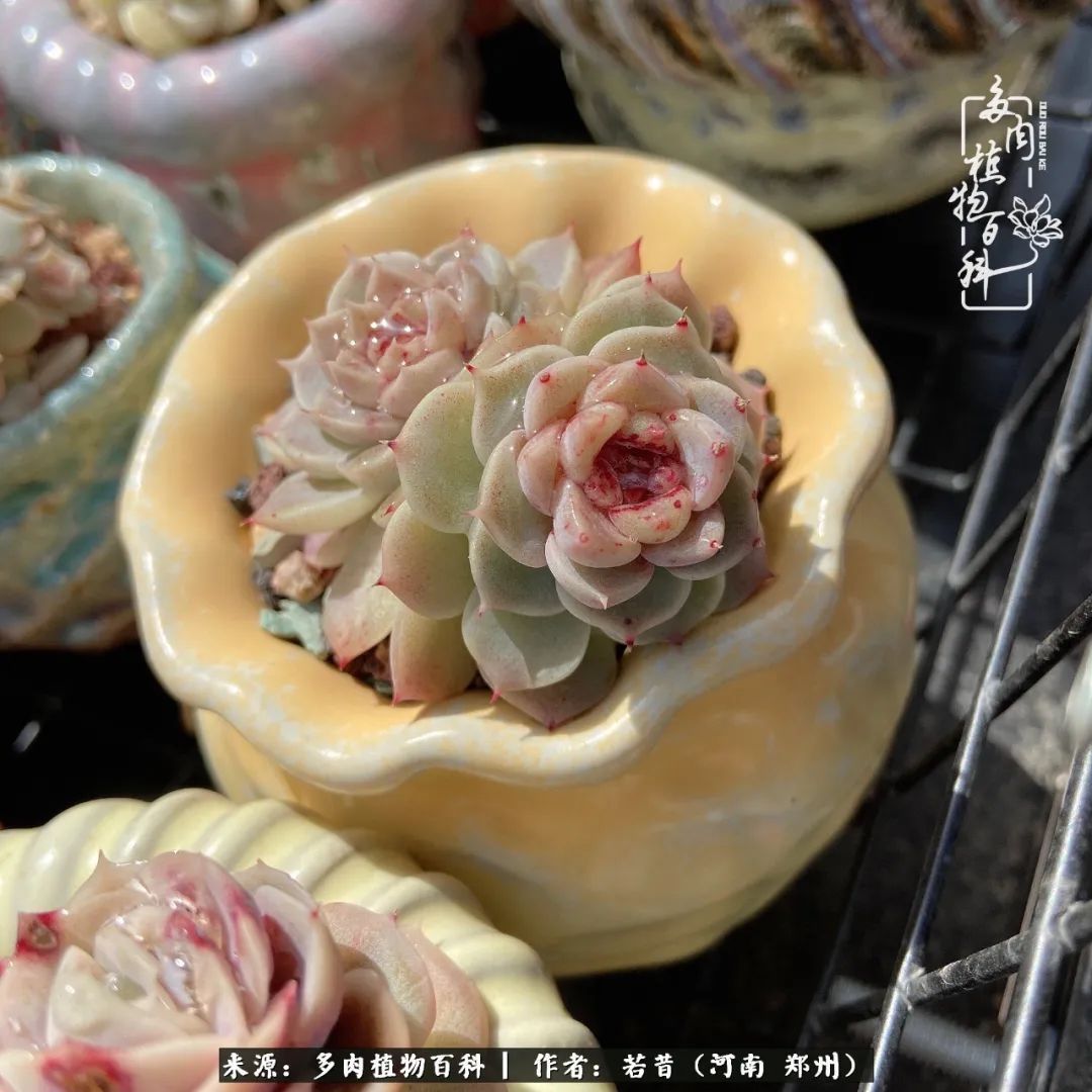 迷你小院儿，种满多肉、花草和蔬果，沉醉在自己的世外桃源！