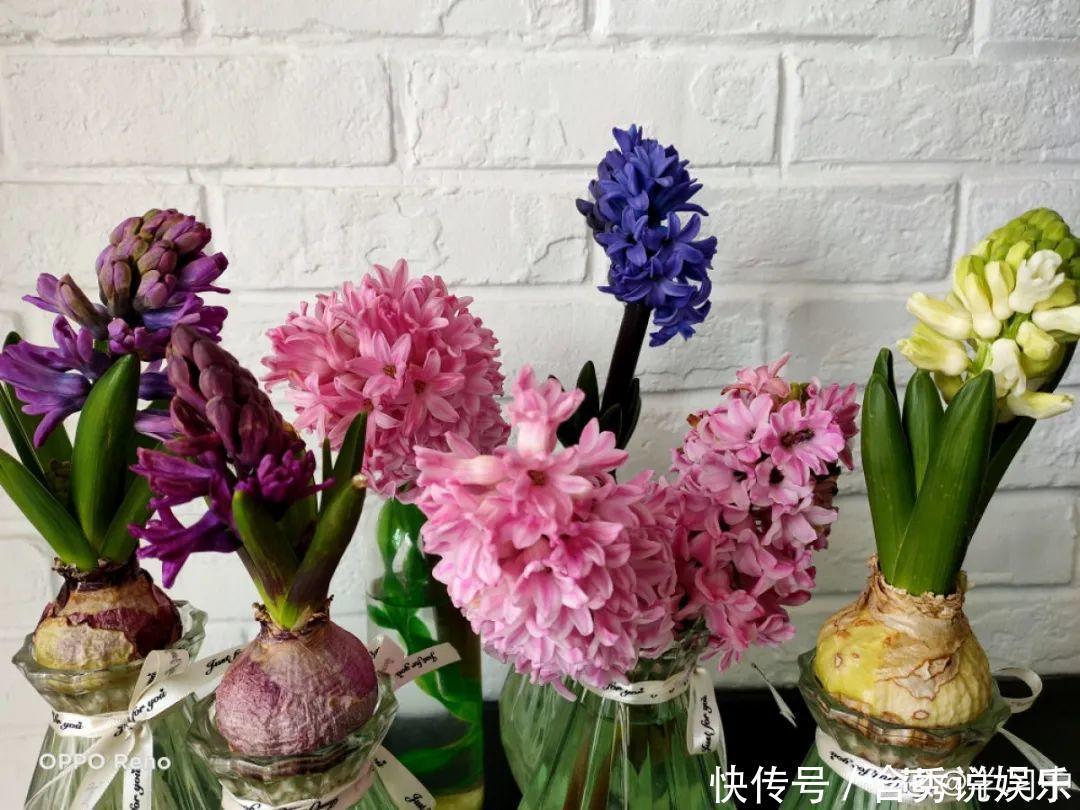 风信子|懒人适合养什么花，浇水少，不挑土，它比人还懒！